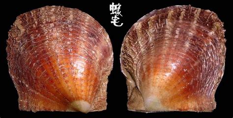 凹珠母蛤
